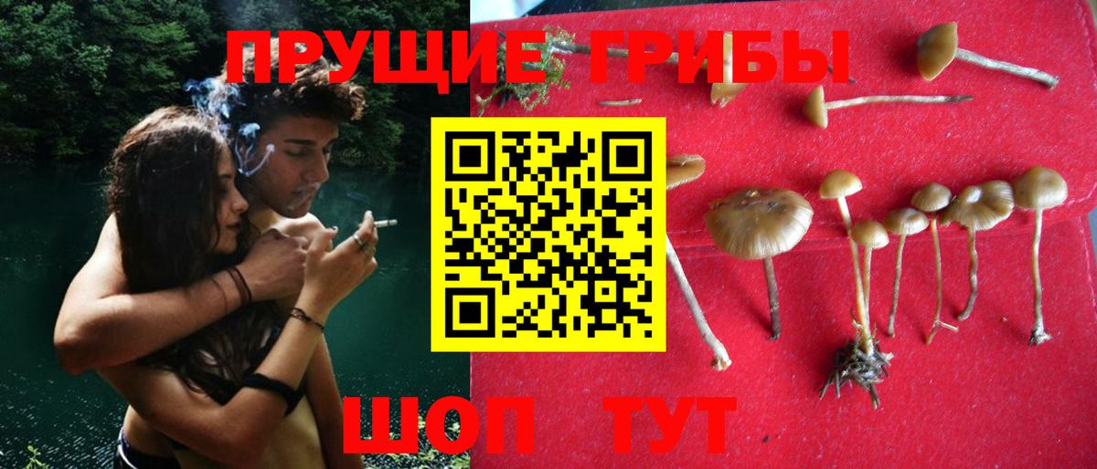 Галлюциногенные грибы GOLDEN TEACHER  Галлюциногенные грибы Psilocybe  Россошь  Вход с VPN 